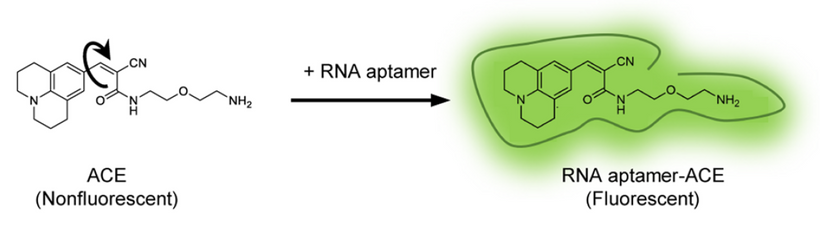 ACE ligands