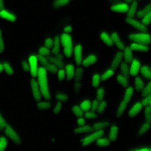 Bacterial Fluorescent RNA Expressing Plasmids