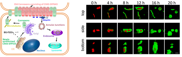 BGF fluorogenic ligands for SNAP-tag L size