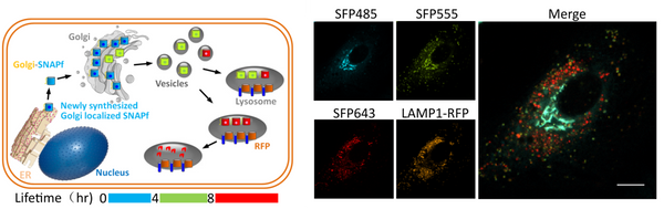 BGF fluorogenic ligands for SNAP-tag S size