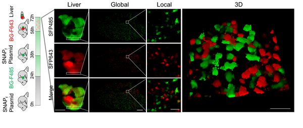 BGF fluorogenic ligands for SNAP-tag S size