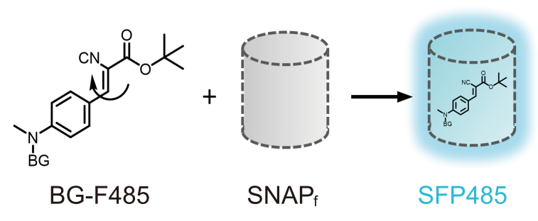 BGF fluorogenic ligands for SNAP-tag L size