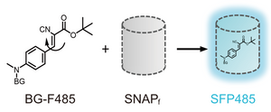 BGF fluorogenic ligands for SNAP-tag S size