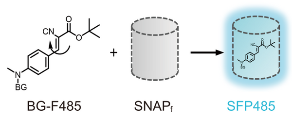 BGF fluorogenic ligands for SNAP-tag S size