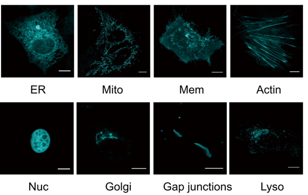 BGF fluorogenic ligands for SNAP-tag S size