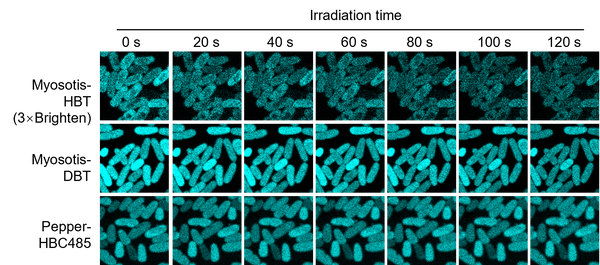 DBT fluorogenic ligand for Myosotis L size