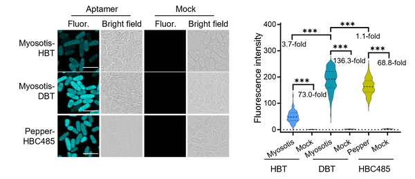 DBT fluorogenic ligand for Myosotis S size