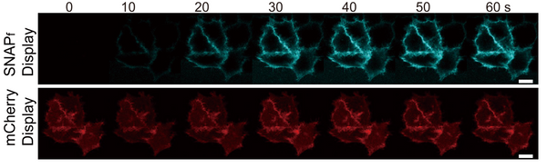 BGF fluorogenic ligands for SNAP-tag S size