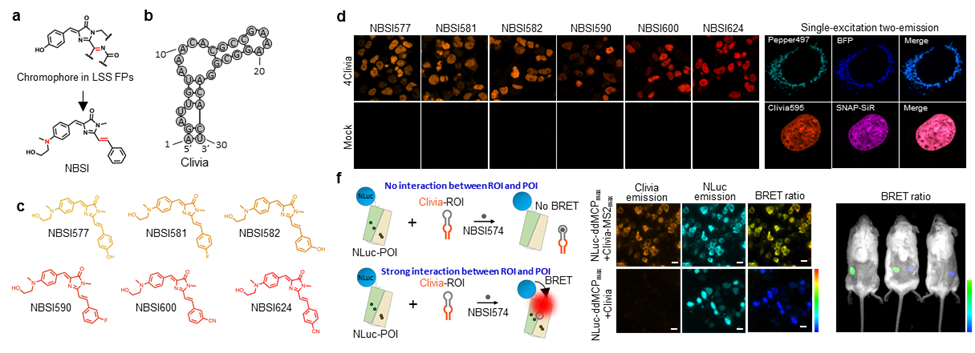 Clivia Starter Kit for mammalian cells