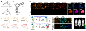 Clivia Starter Kit for mammalian cells