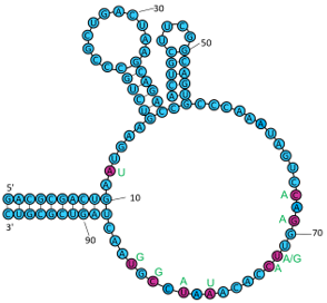 DBT fluorogenic ligand for Myosotis L size