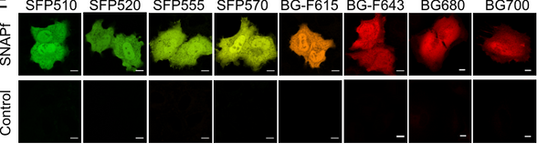 BGF fluorogenic ligands for SNAP-tag S size