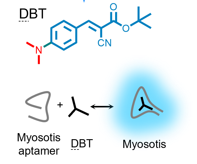 DBT fluorogenic ligand for Myosotis L size