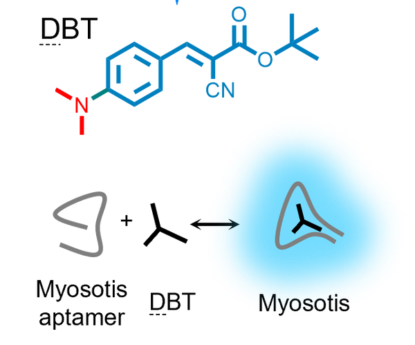 DBT fluorogenic ligand for Myosotis S size