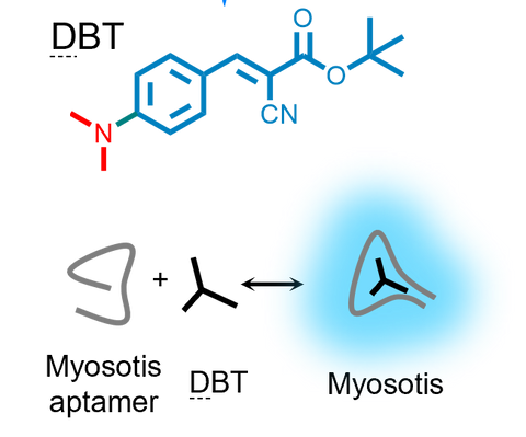 DBT fluorogenic ligand for Myosotis S size