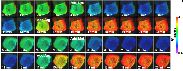 STAR sensor for arginine