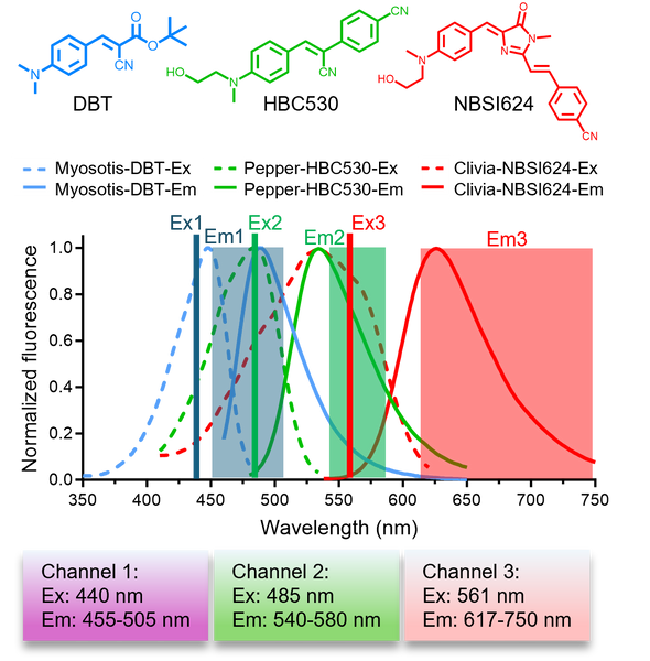 Myosotis青色荧光 RNA 的DBT 配体