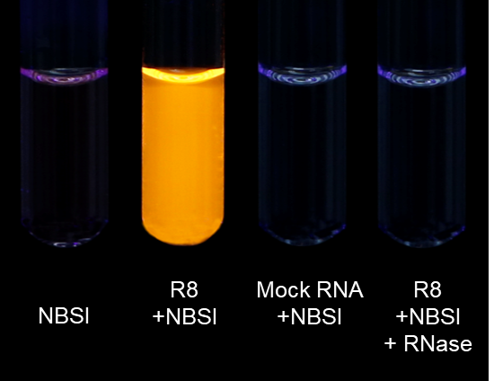 NBSI 君子兰荧光 RNA 配体试剂盒