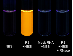 NBSI ligands for the Clivia  long Stocks shift fluorescent RNA