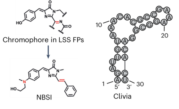 NBSI ligands for the Clivia  S size