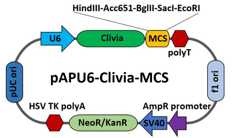 pAPU6-Clivia-MCS