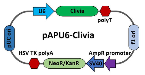 pAPU6-Clivia