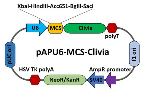 pAPU6-MCS-Clivia