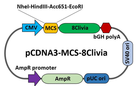 pcDNA-MCS-8Clivia