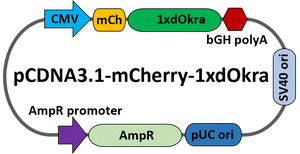 pcDNA-mCherry-dOkra