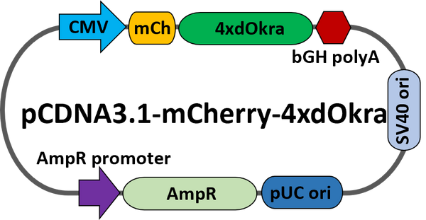 pcDNA-mCherry-dOkra