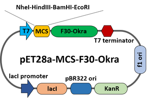 pET28a-MCS-F30-Okra