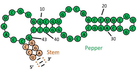 pcDNA-ORF-Pepper