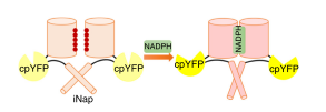 iNap sensor for NADPH – FR Biotechnology