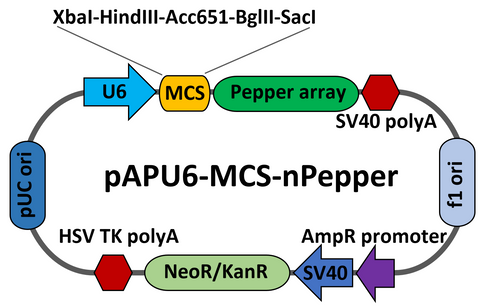 pAPU6-MCS-Pepper
