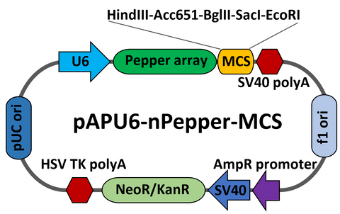 pAPU6-Pepper-MCS