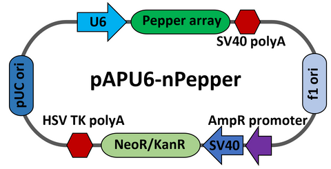 pAPU6-Pepper