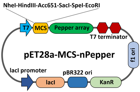 PET28-MCS-Pepper