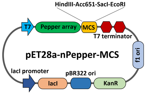 PET28-Pepper-MCS
