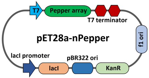 PET28-Pepper